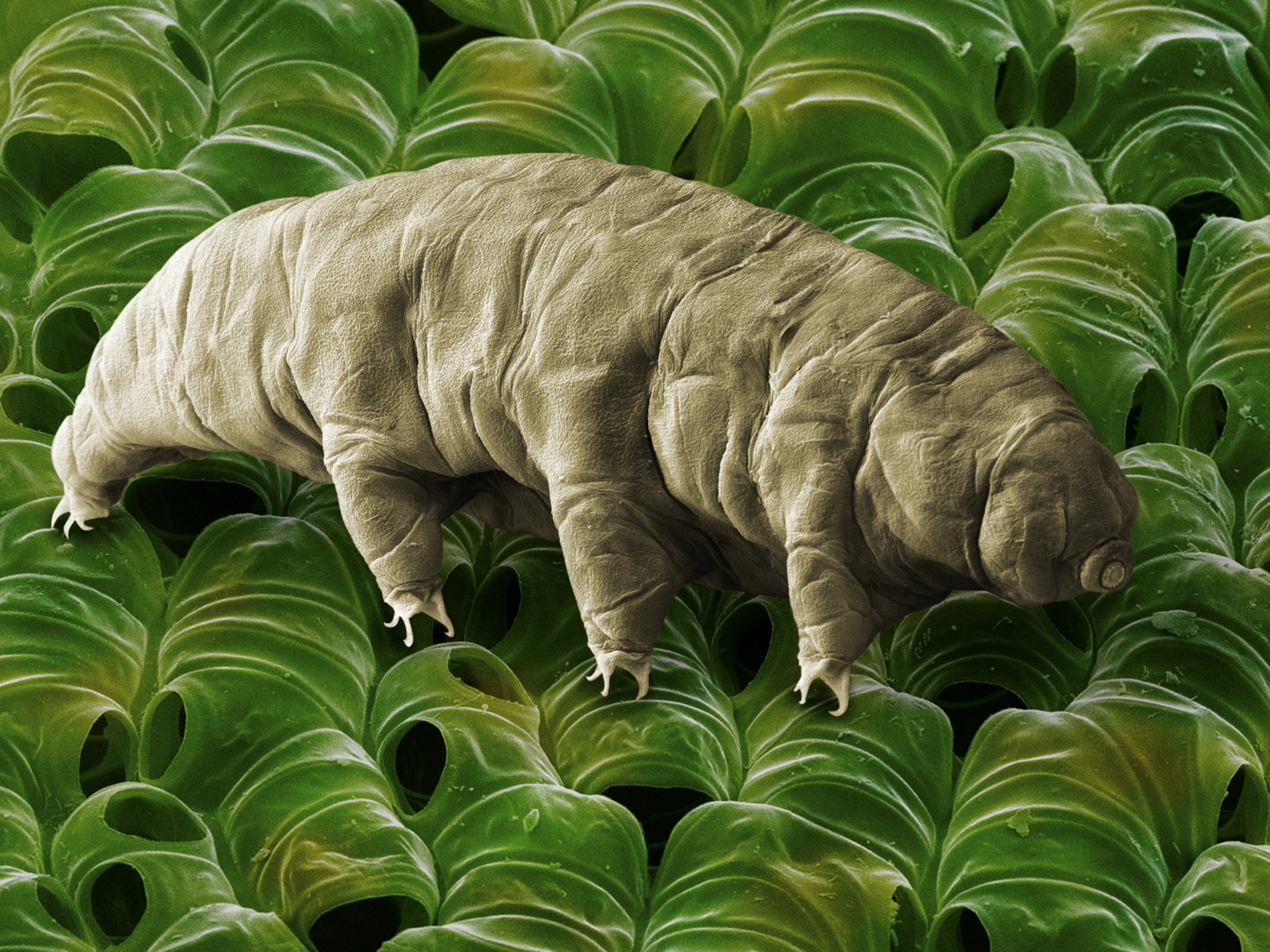 Tardigrades - water bears can survive in lethal UV