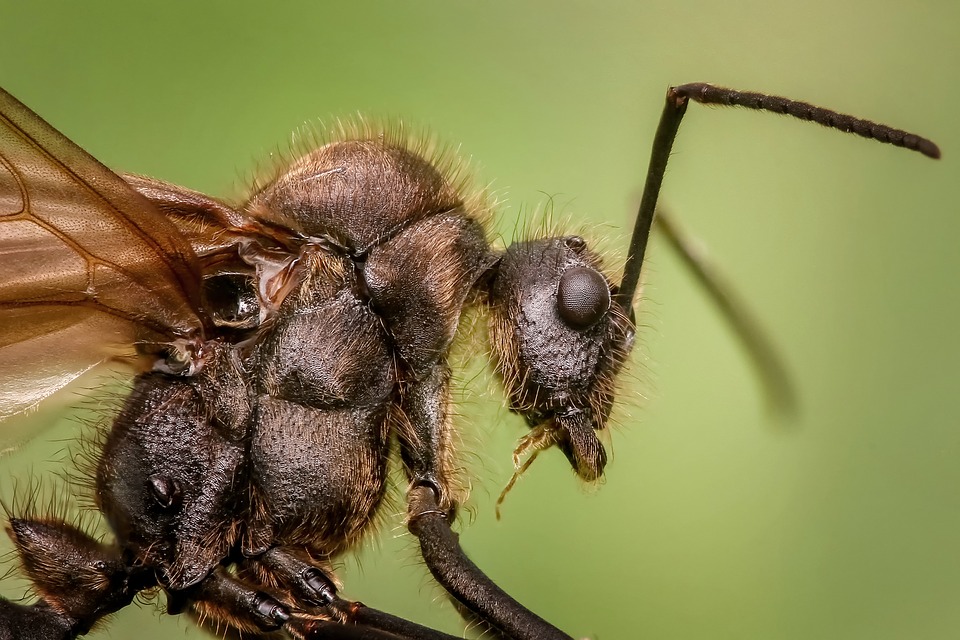 New ant species discovered from Kerala