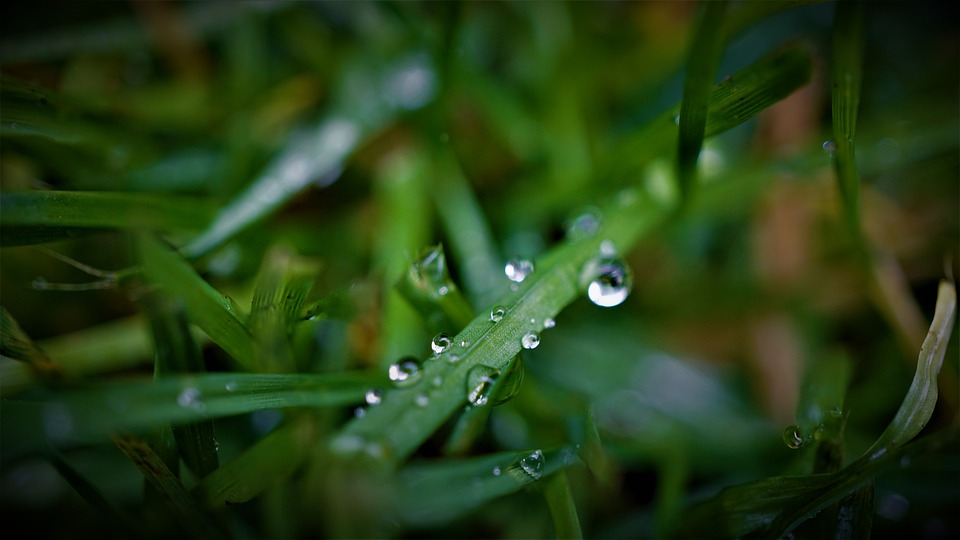 IISER scientists identify the gene that greens plants