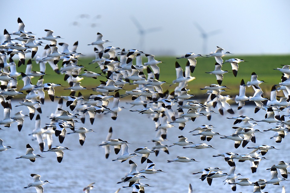 Fewer birds migrating Chandigarh