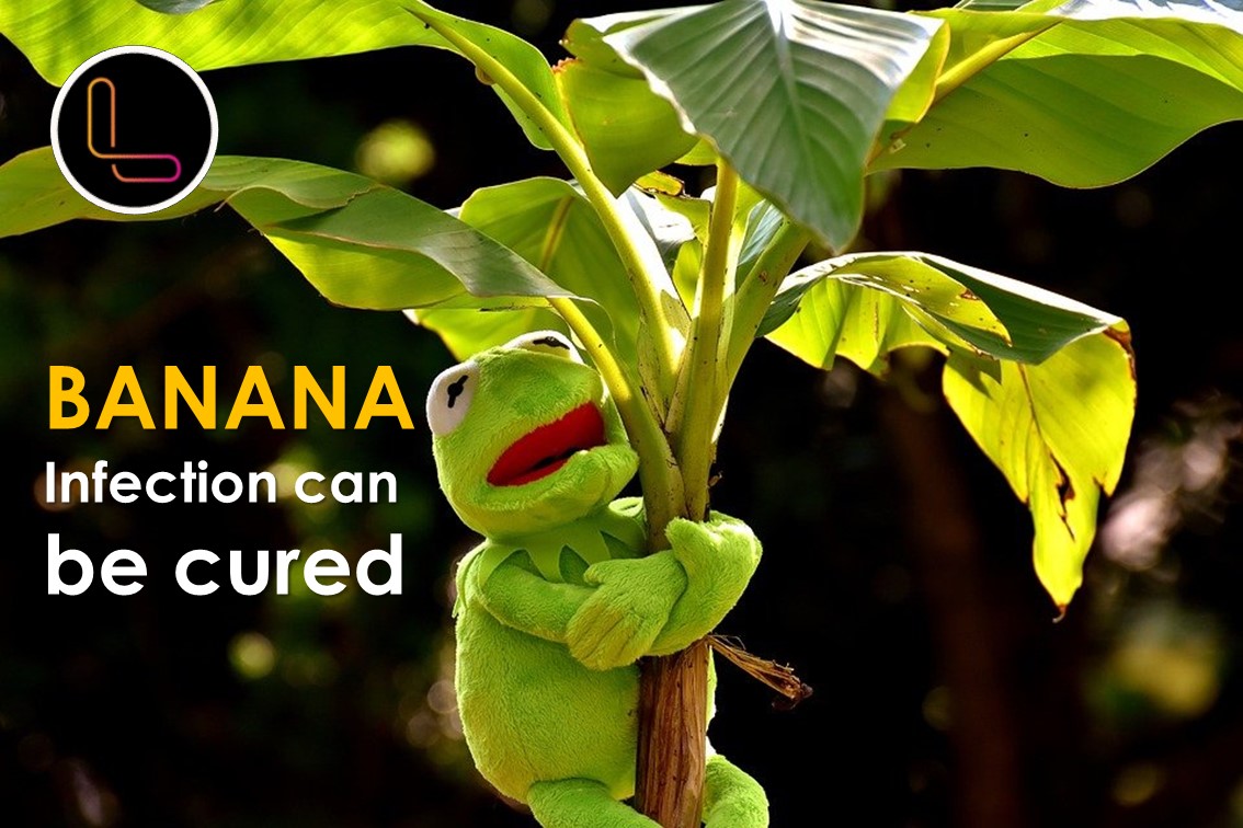 Improved disease-resistant banana plants