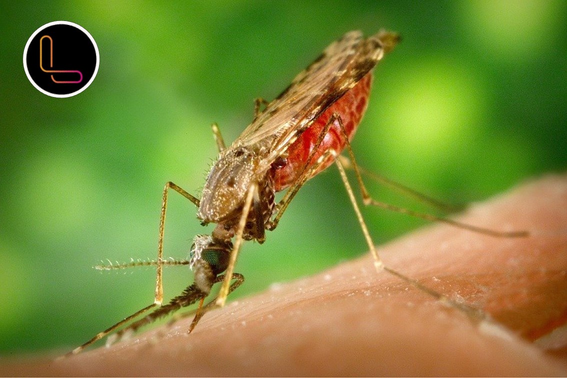 Types of malaria