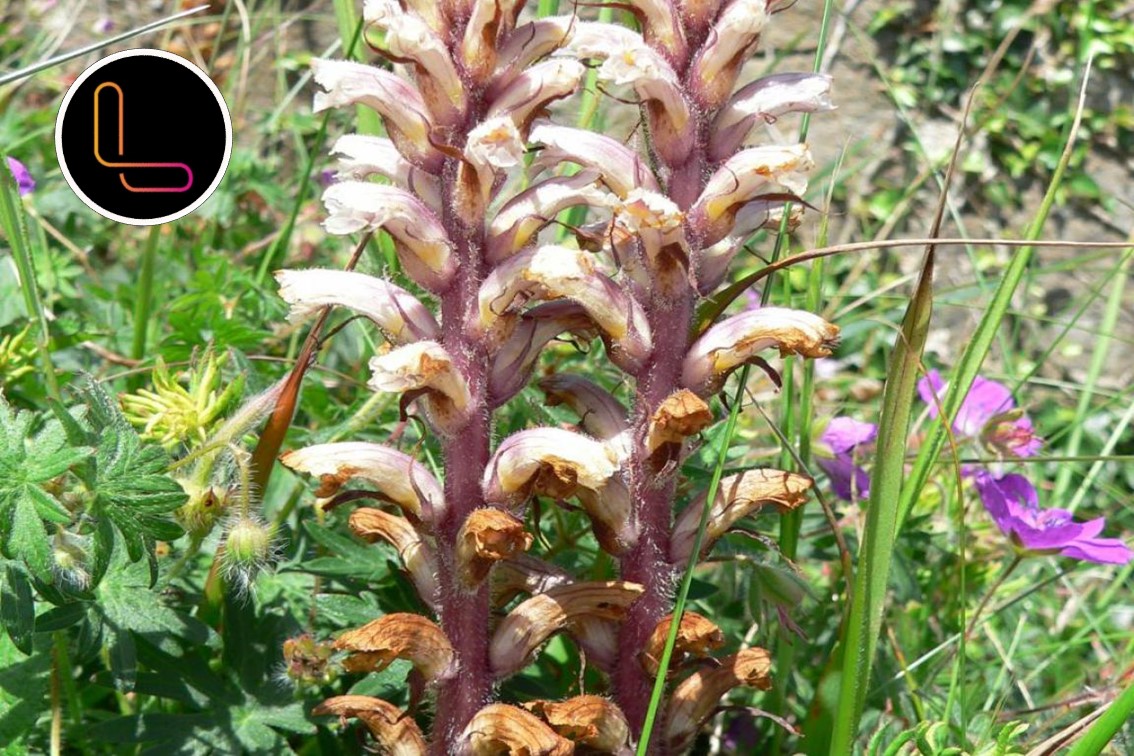 Techno-management options to control Orobanche in mustard