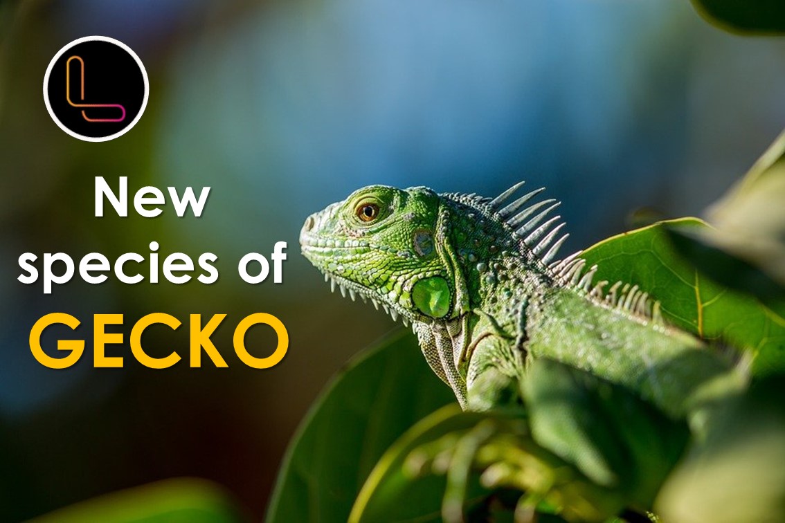 New species of gecko found