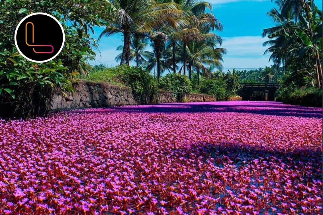 Kerala’s ‘pink phenomenon'