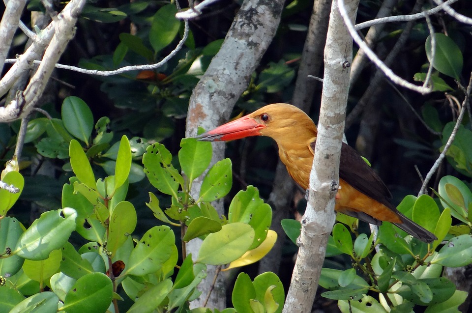 Sunderbans house to 428 species of birds