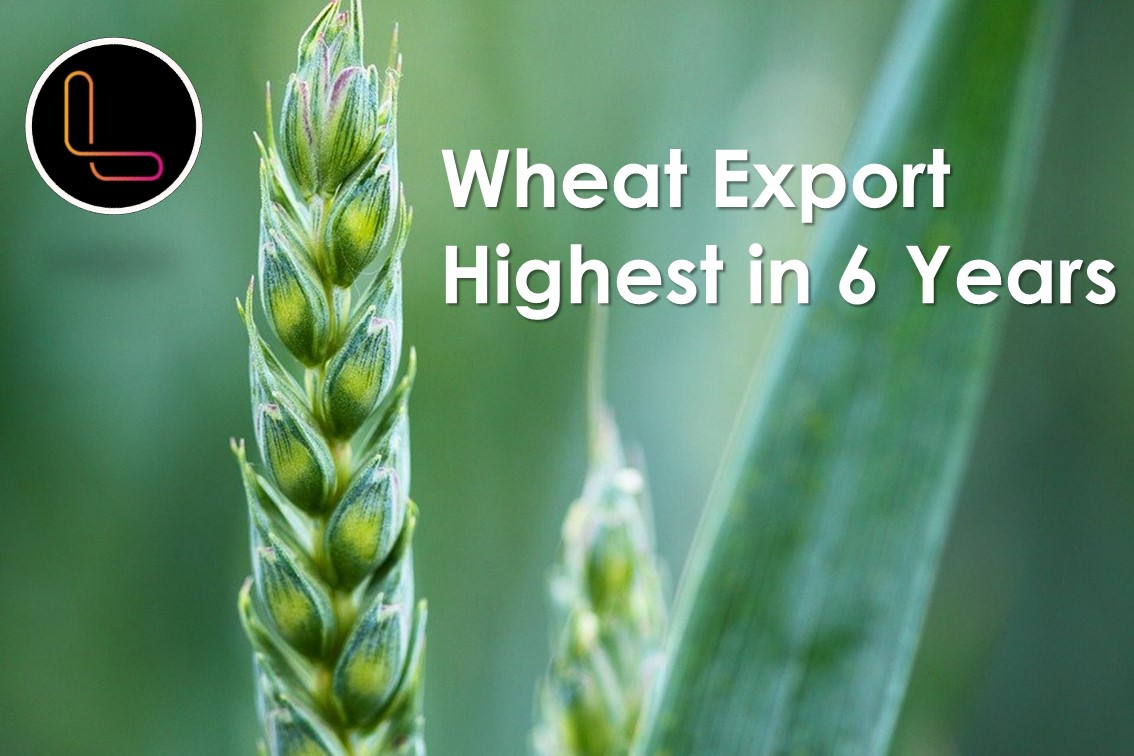 India becomes major exporter of wheat