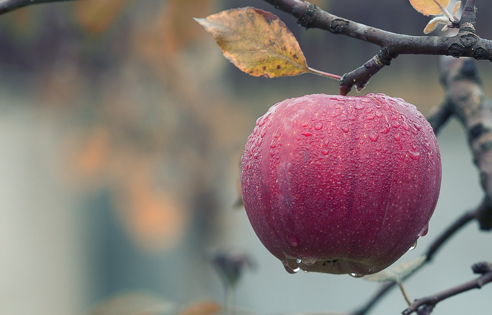 Low-chilling apple variety