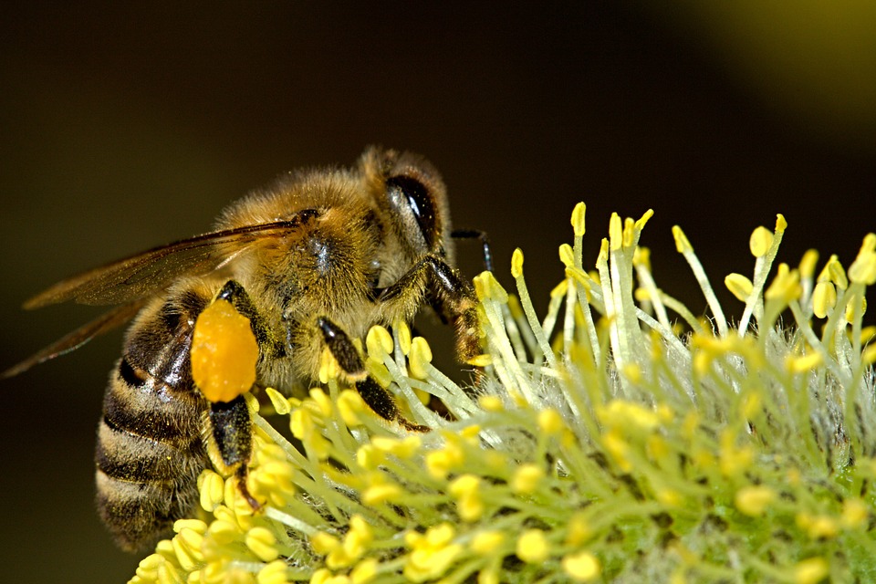 Promotion of Bee-Keeping Sector in Southern Region