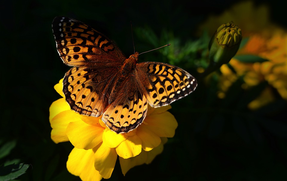 4 new biodiversity heritage sites for Karnataka