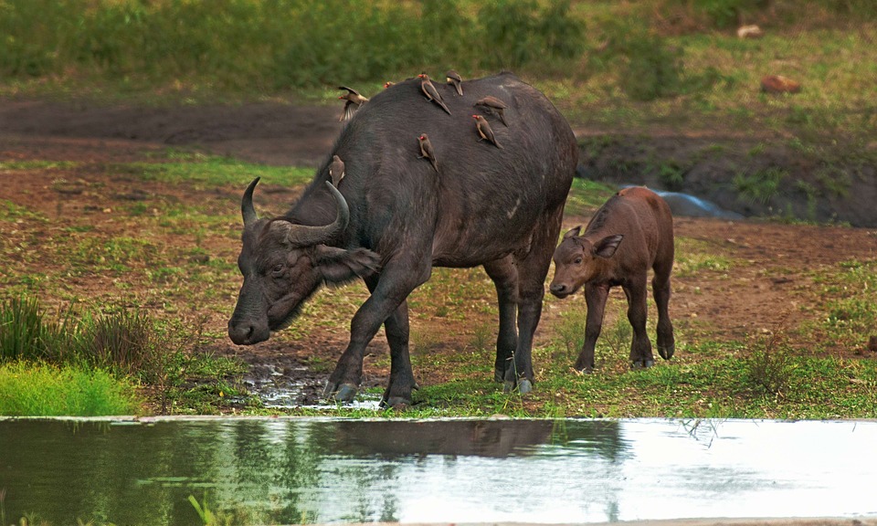 Manda buffalo gets ‘unique breed’ tag