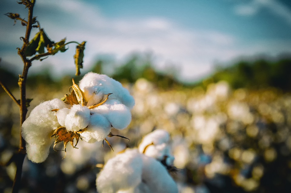 Sustainability and Value Added in the Cotton Economy