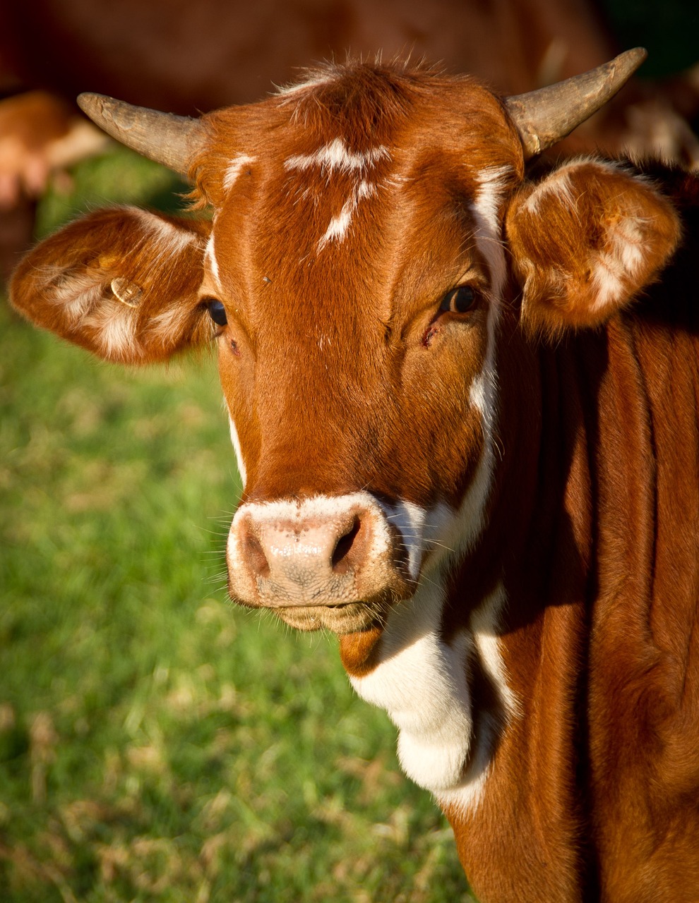 Punganur, dwarf cows