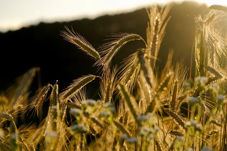 Crop Insurance Scheme- The Pradhan Mantri Fasal Bima Yajana