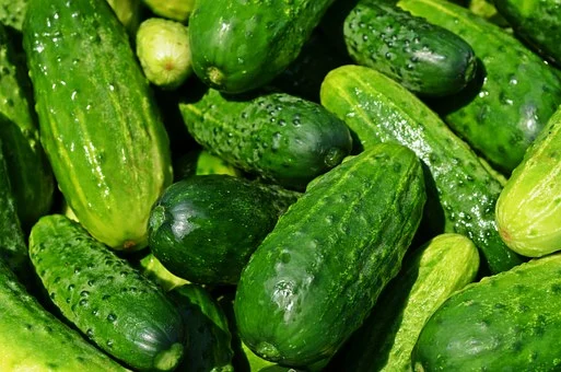 India emerges as the largest exporter of cucumber and gherkins in the world