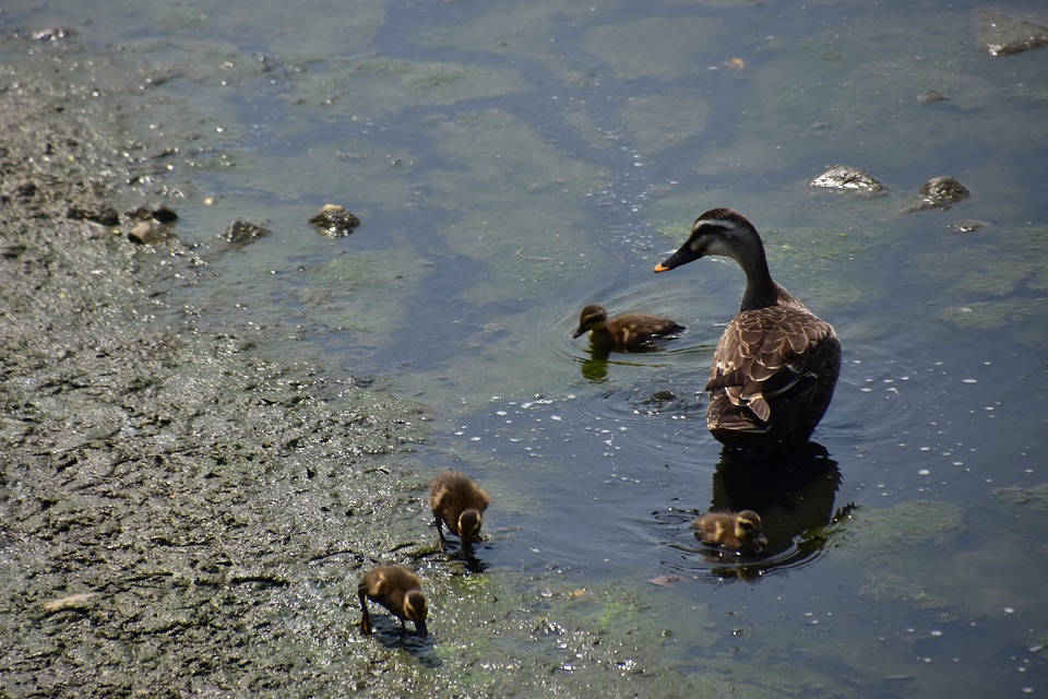 Monitoring Committee to Identify Polluted Rivers