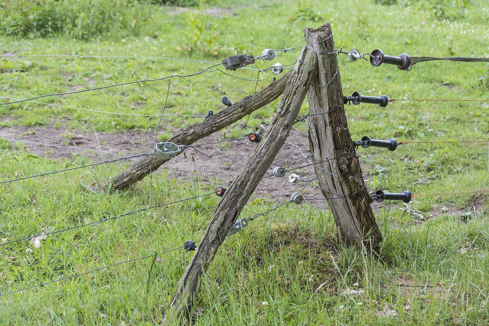 Assam electric fences causes casualties