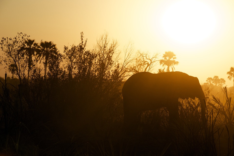 A proposed elephant reserve in Chhattisgarh