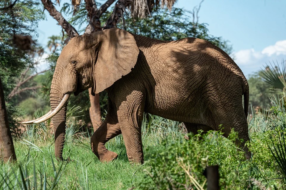 Denotification of the Shivalik Elephant Reserve