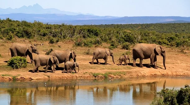 World’s largest safari park to be developed in Gurugram