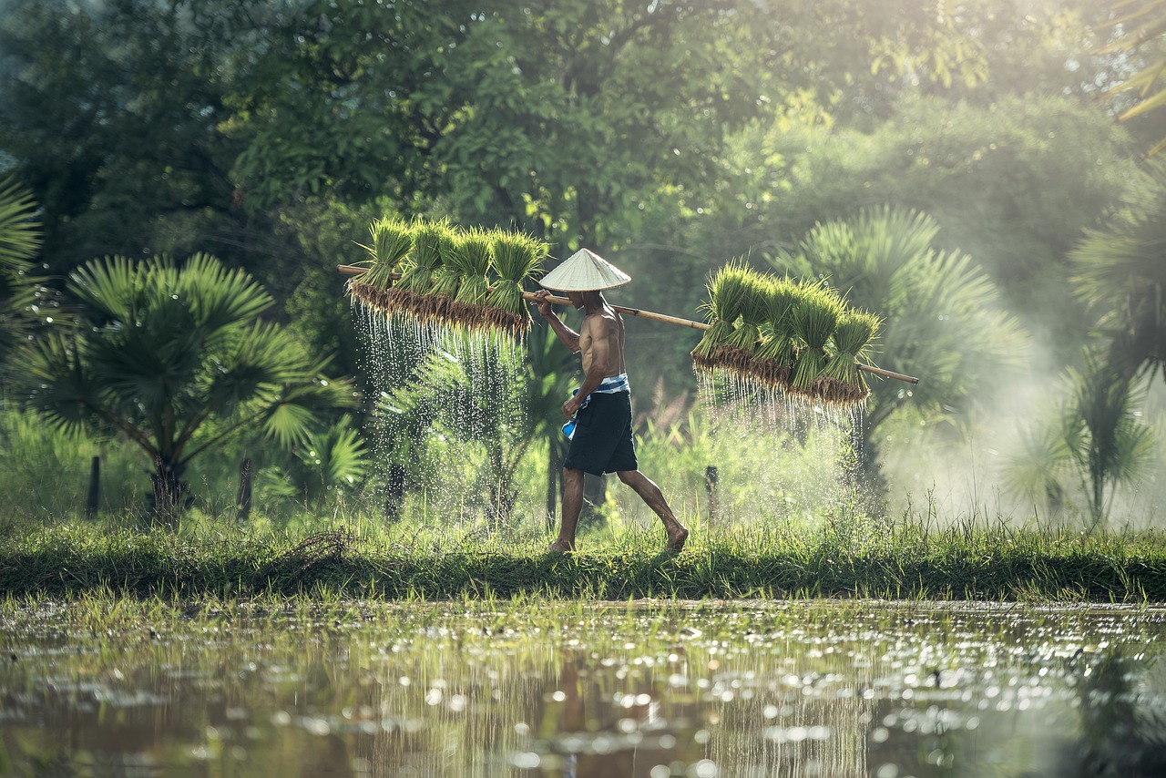 Direct seeding of rice(DSR)