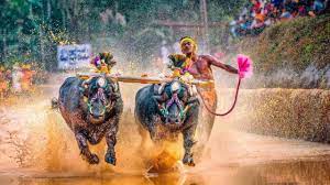 Bengaluru hosts Kambala races