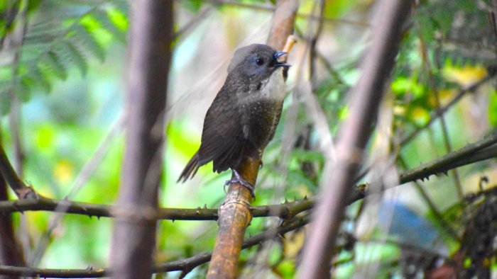 New songbird found in mountains of Arunachal Pradesh