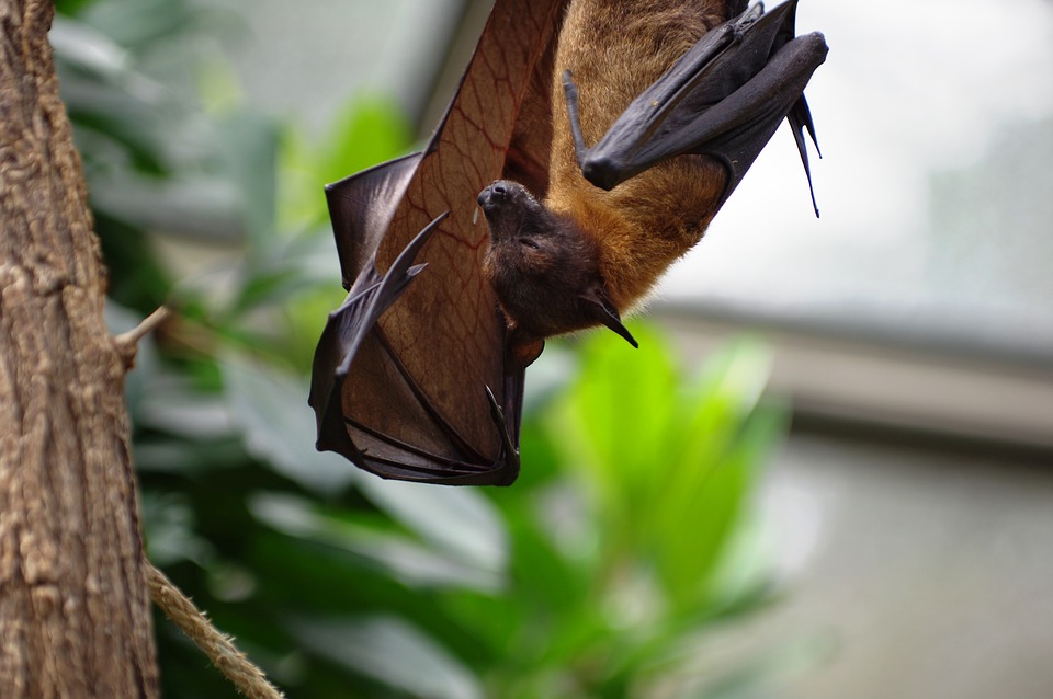 Study of bats in Nagaland