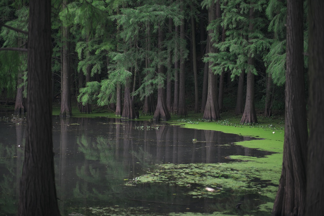 Mangroves as Carbon Sink