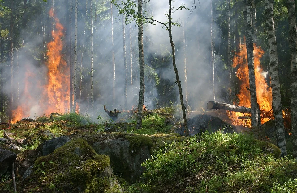 Similipal forest fires put Odisha’s Lodha tribe in trouble