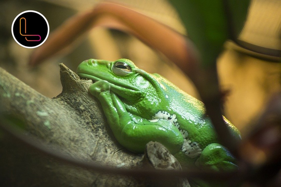 Rare Myristica Swamp Treefrog