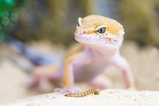 New species of bent-toed gecko found at Agasthyamalai