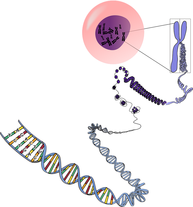 What is the D614G mutation in coronavirus?