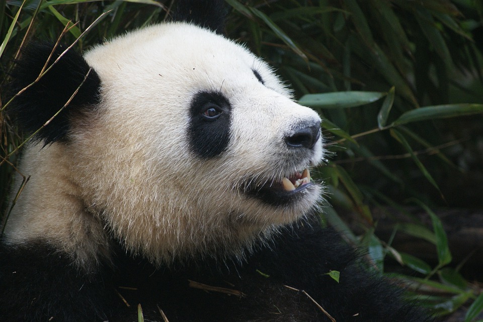 China launches biodiversity fund