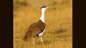 Critically endangered Great Indian Bustards’ recovery program