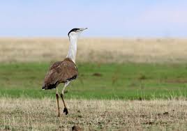 Great Indian Bustards