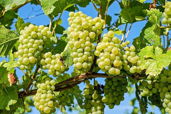 Tamil Nadu’s Cumbum grapes get Geographical Indication tag