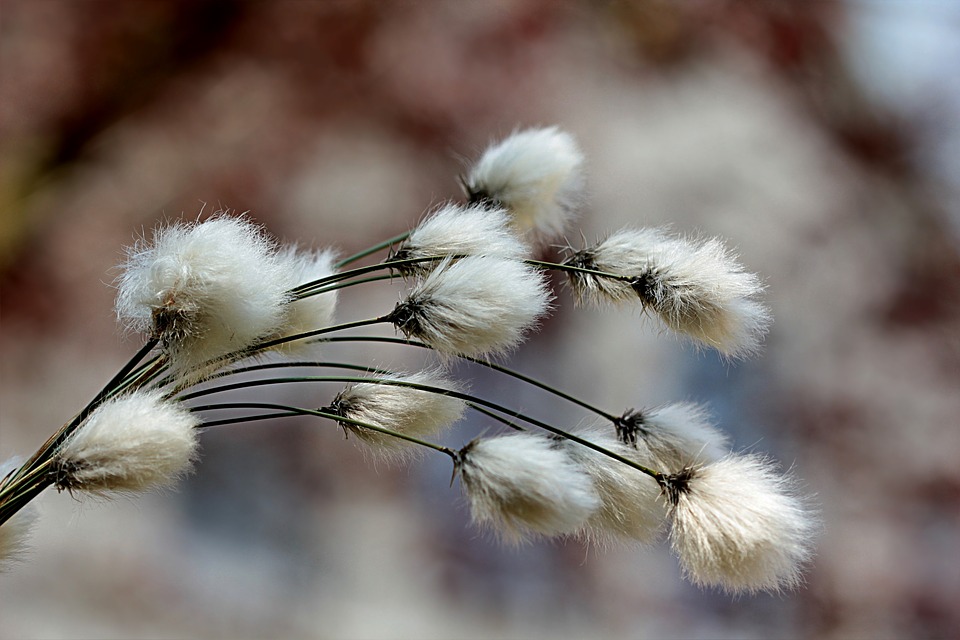 Pakistan allows import of cotton and sugar from India