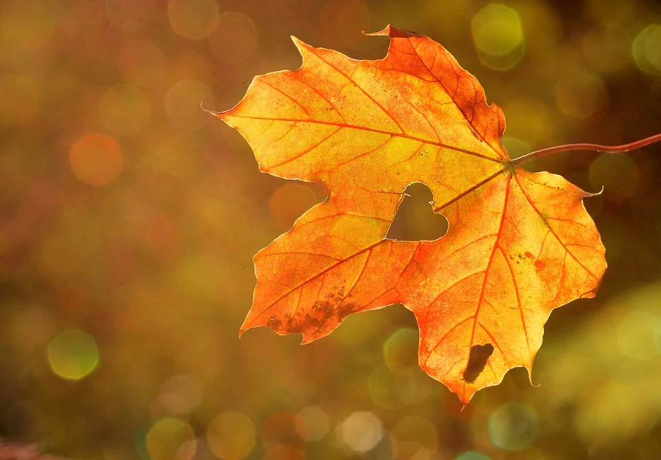 Why do leaves die off in autumn?