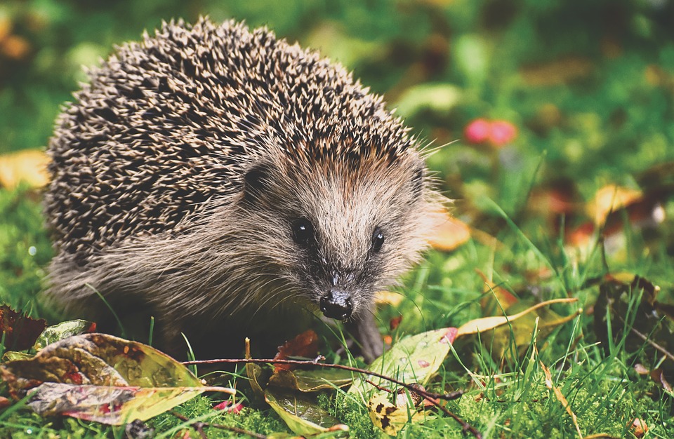 Madras hedgehog