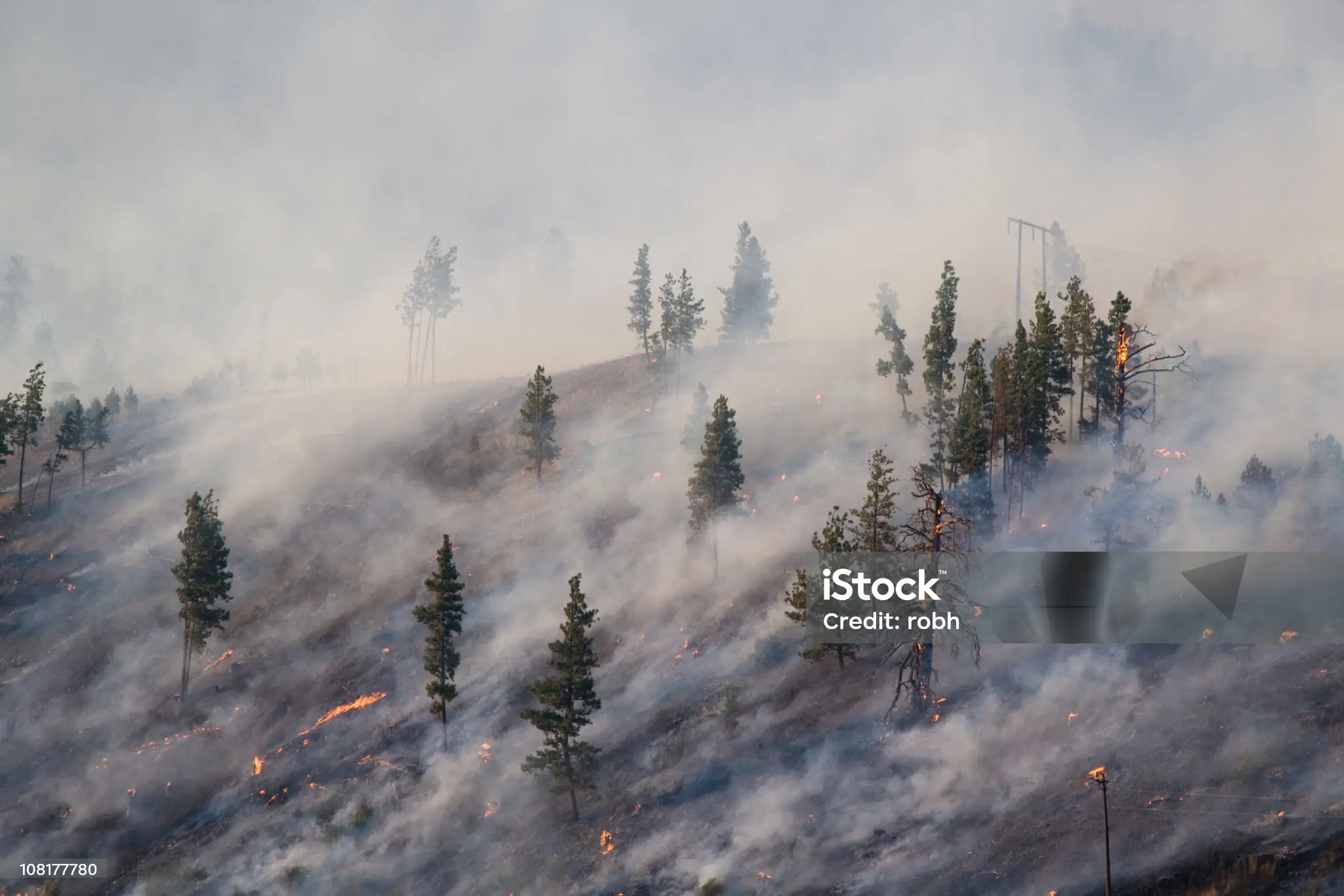 Forest fires in Himachal Pradesh