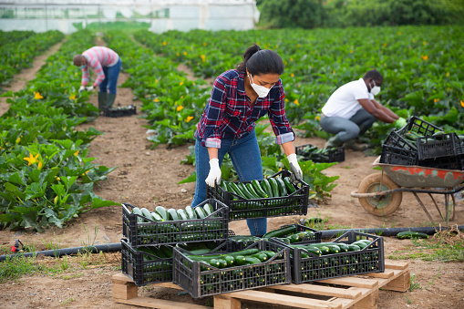 Zero Budget Natural Farming