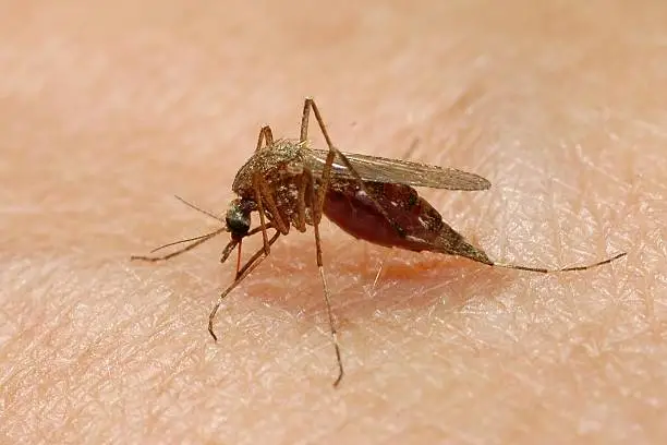 West Nile virus