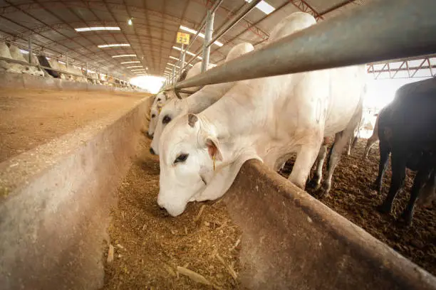 First ever “Credit Guarantee Scheme” for Livestock Sector