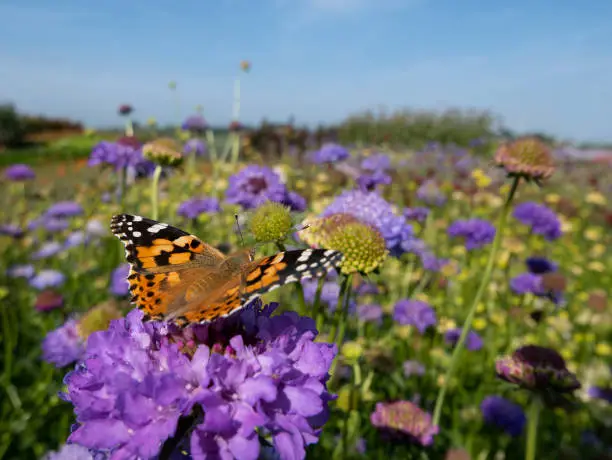 Biodiversity loss