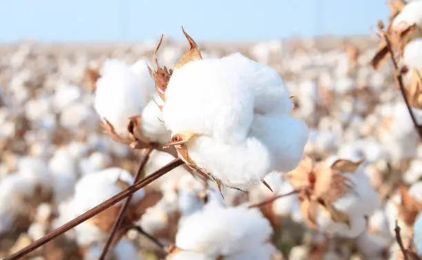 World Cotton Day