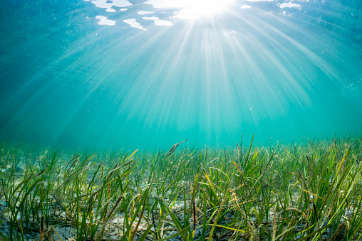 Programme on Seagrasses