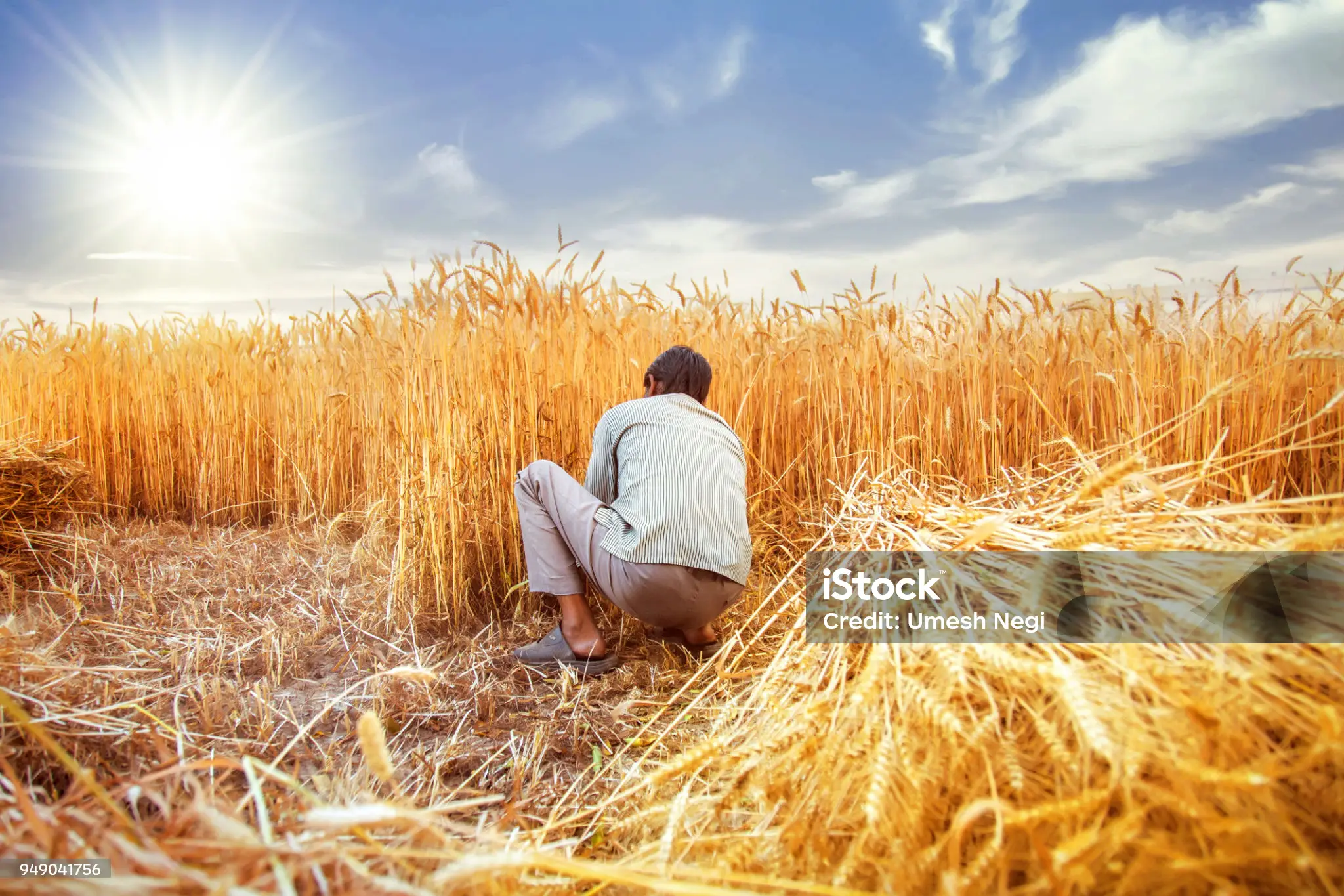 Weed control in Rice & wheat fields