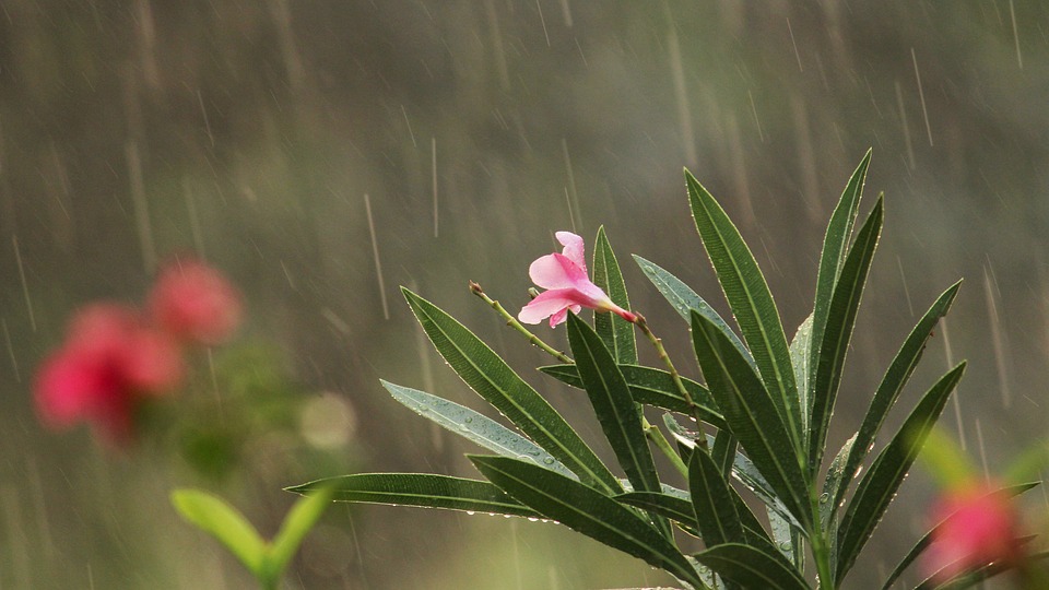 Effect of Asian desert dust on Indian summer monsoon