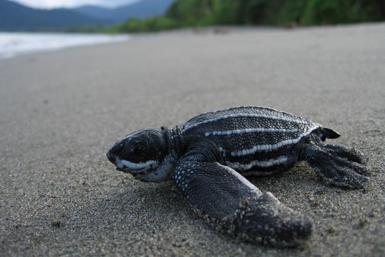 Leatherback Turtle